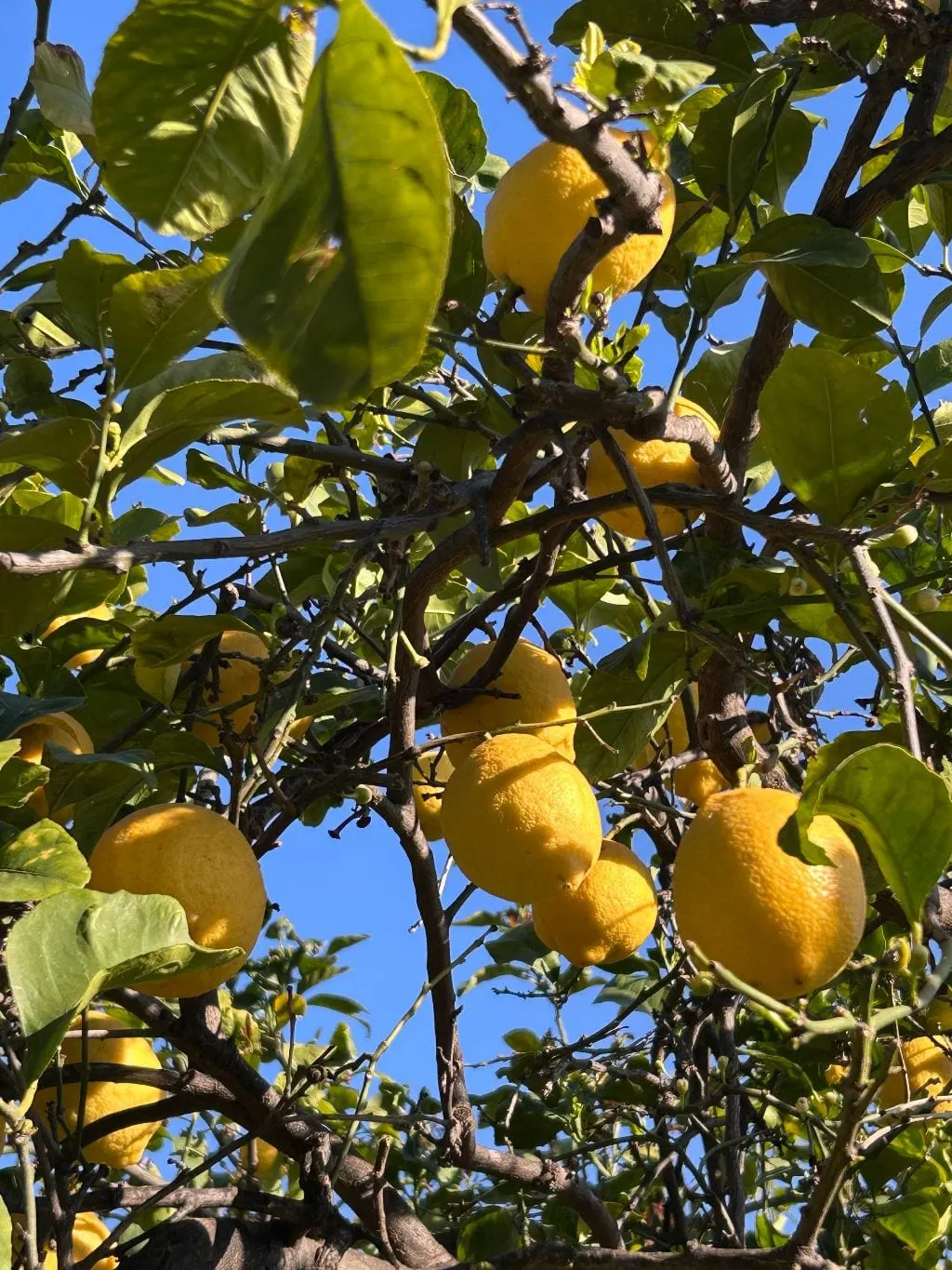 Limoni del giardino