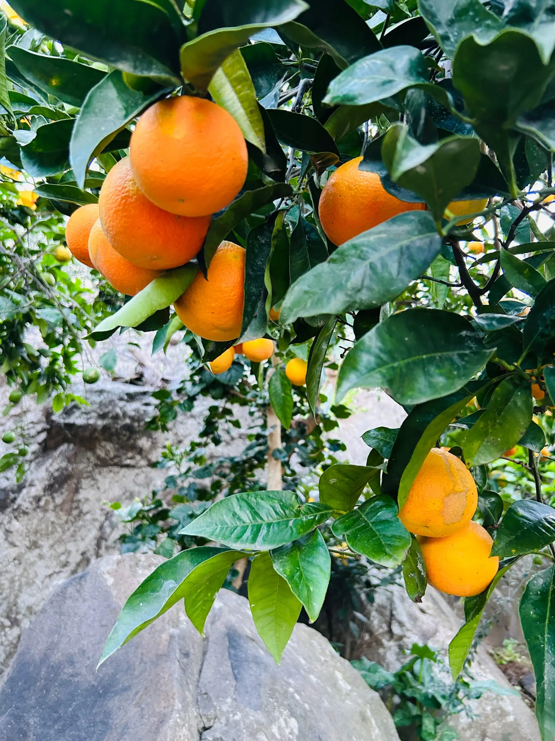Arance del giardino