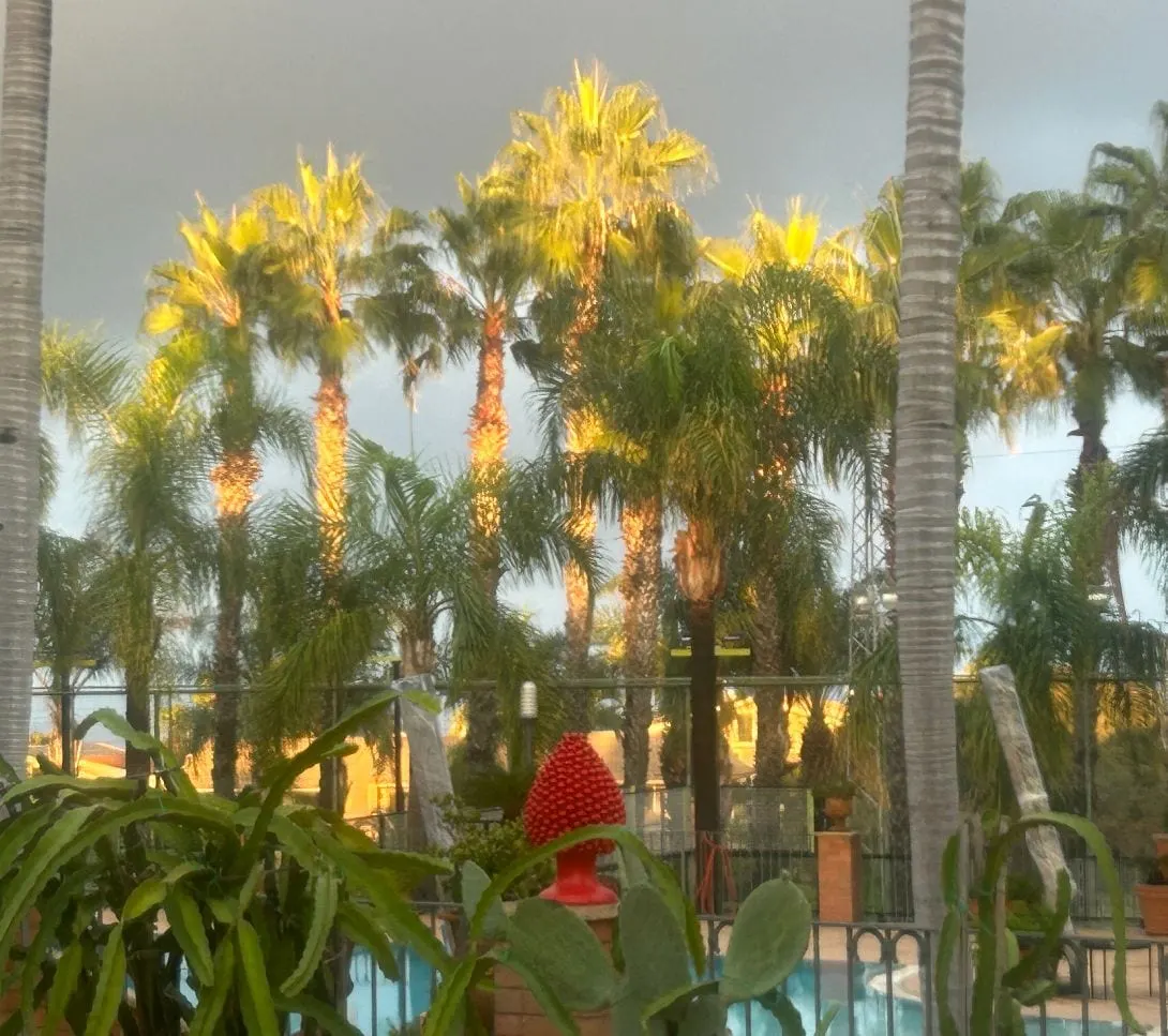 Palme nella luce dorata sopra la piscina