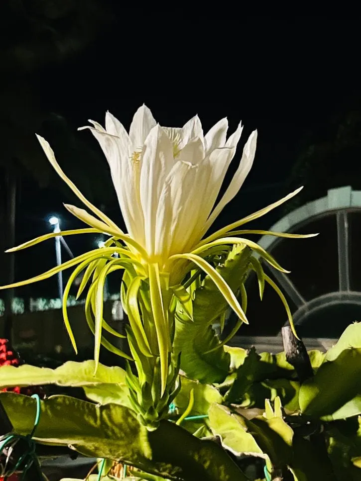 Fiore di pitaya che sboccia di notte