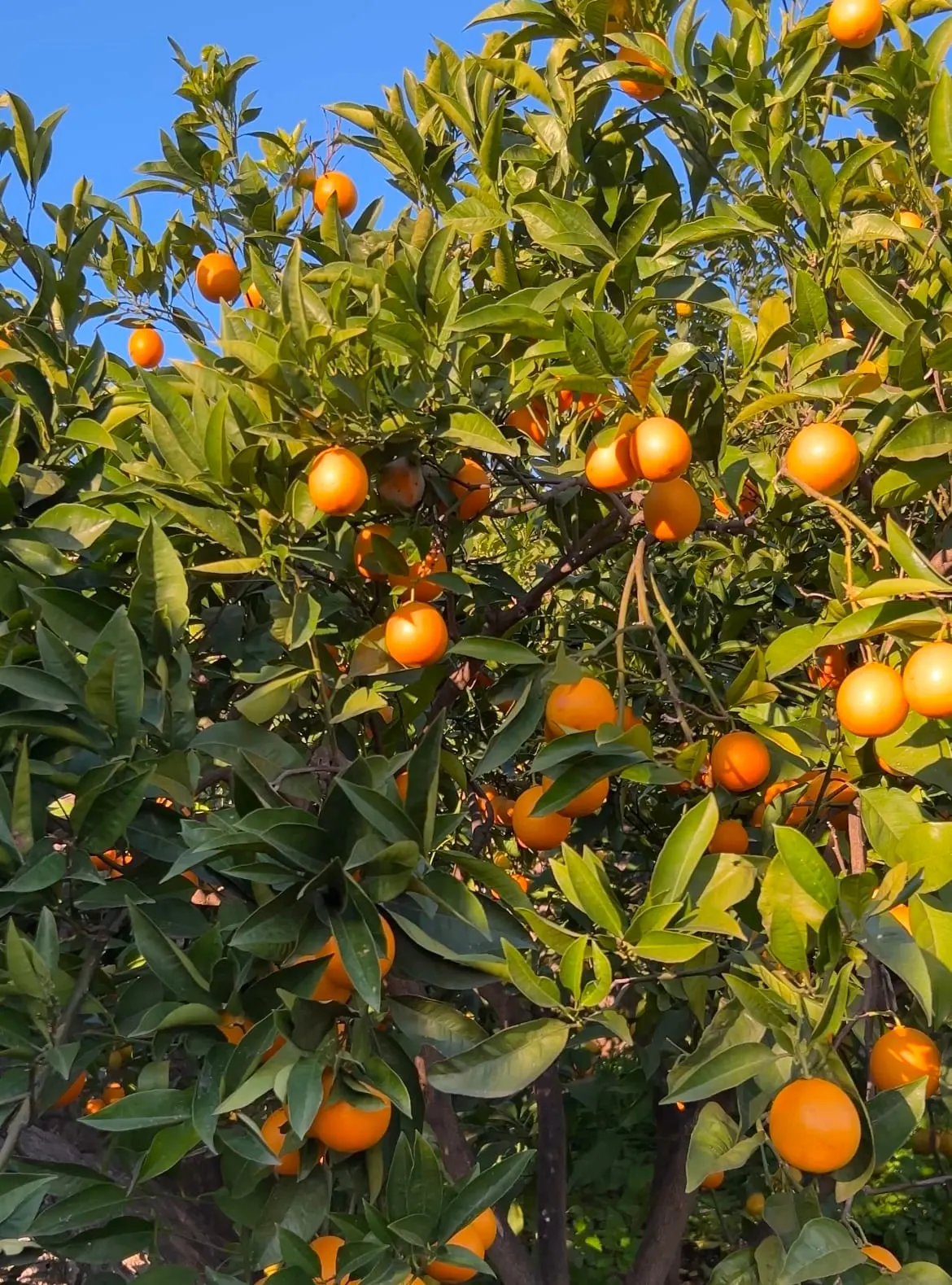 Mandarini del giardino