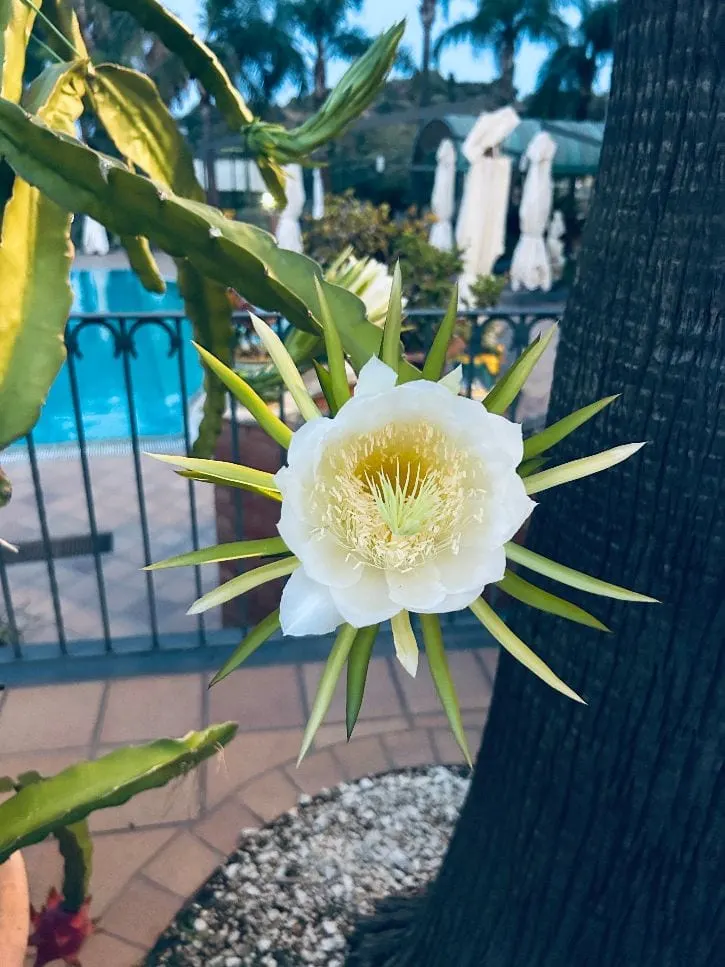 Fiore di pitaya con la piscina sullo sfondo