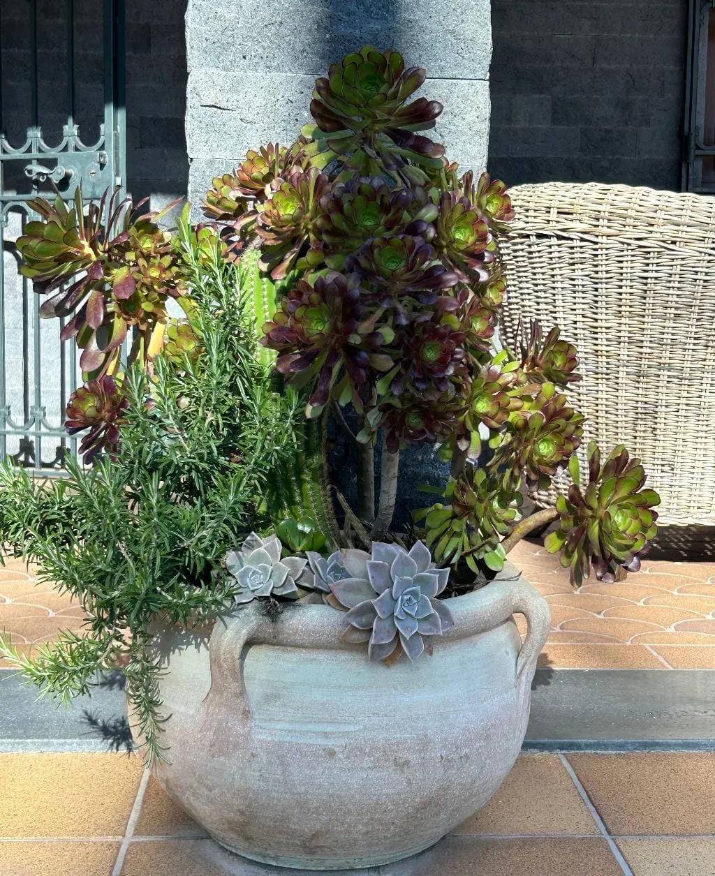 Piante grasse in vaso di terracotta
