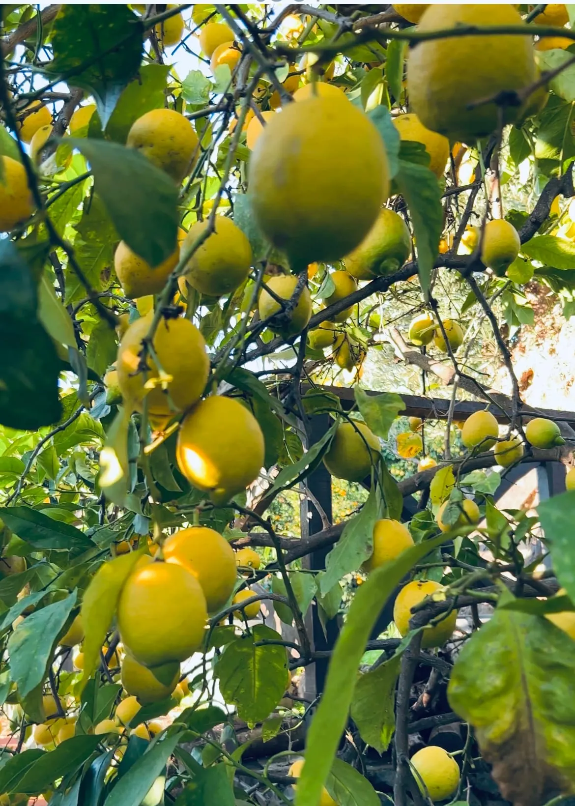 Limoni sull'albero