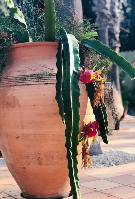 Orcio in terracotta con cactus in fiore
