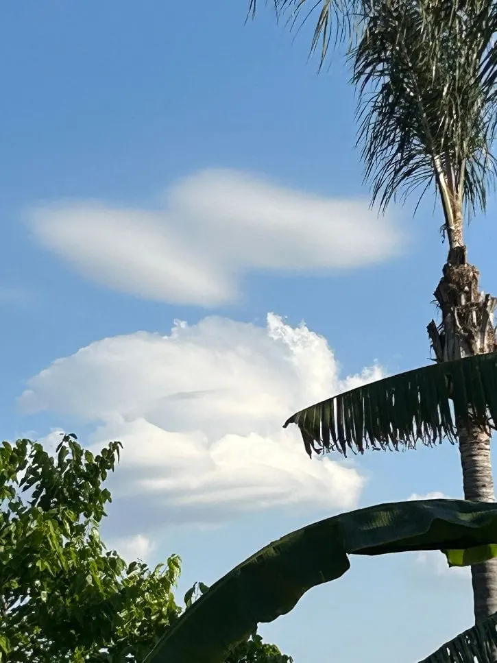 Nuvole sopra le palme del parco