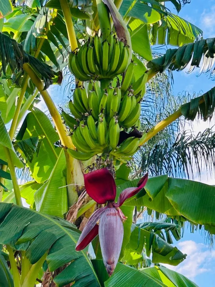 Casco di banane nel parco