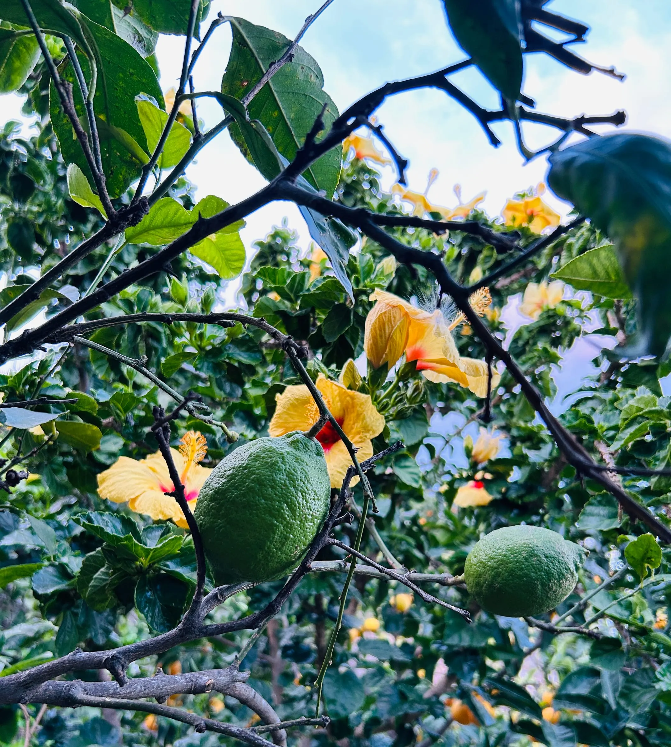 Cedri e ibisco nel giardino
